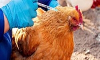 واکسیناسیون ۲۴۲ هزار قطعه طیور بومی در استان بوشهر